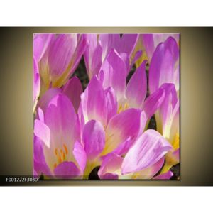 Obraz fialových květin (F001222F3030)
