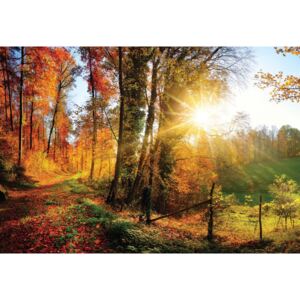 GLIX Fototapeta na dveře - Sunrise In Autumn Forest | 91x211 cm