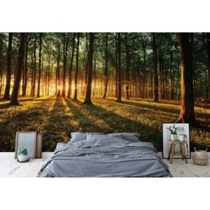 Fototapeta - Forest Landscape Sunrise Vliesová tapeta - 206x275 cm