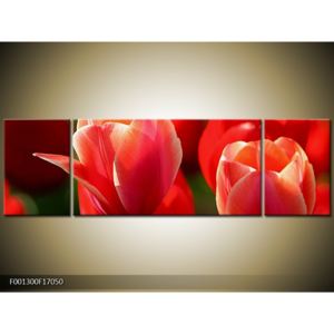 Obraz červených květin (F001300F17050)