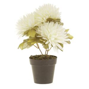 Autronic Chryzantéma v obalu, 3-hlavá, krémová. Květina umělá. NL0101-CRM