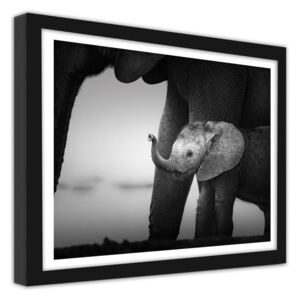 CARO Obraz v rámu - Little Elephant 2 40x30 cm Černá