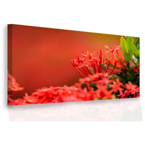 InSmile Moderní obraz - červené květy 90x60 cm