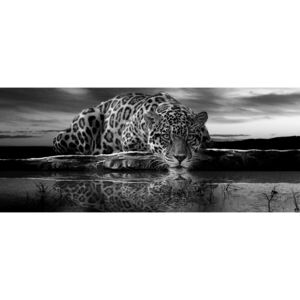 Postershop Fototapeta: Jaguar (černobílý) - 104x250 cm
