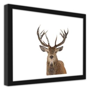 CARO Obraz v rámu - Deer Head On A White Background 40x30 cm Černá