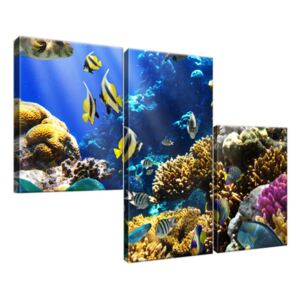 Obraz na plátně Korálový útes 90x60cm 1347A_3L