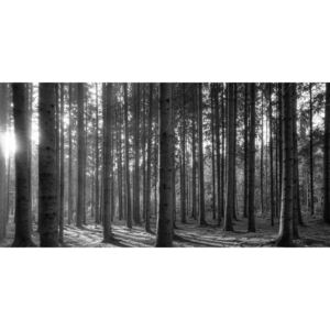 Obraz ráno v lese v černobílém provedení
