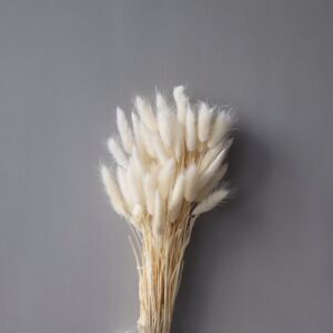 COOEE Design Sušené květy Lagurus - White