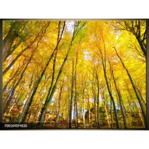 Obraz na plátně Podzimní les, Tvar obrazu a rozměr Obdélník 40x30cm 605 Kč