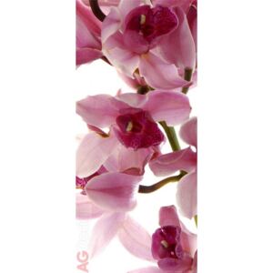Fototapeta vliesová jednodílná Orchidej