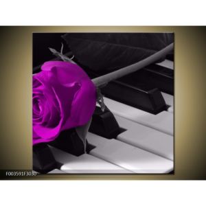 Obraz fialové růže na piánu (F003591F3030)
