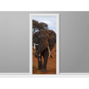 Samolepící fólie na dveře Slonice Siema - Feans 95x205cm ND3390A_1GV