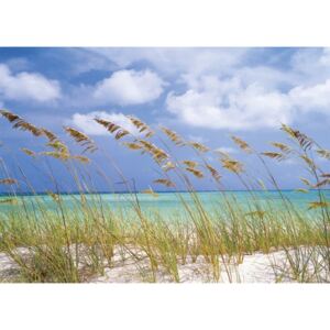 Komar papírová fototapeta 8-515 Ocean Breeze, rozměry 368 x 254 cm