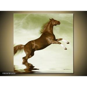 Obraz hnědého koně na zadních (F002878F3030)