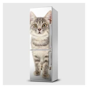 Fototapeta samolepící na lednice - Kočka