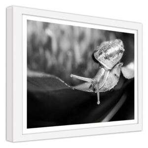 CARO Obraz v rámu - A Snail On A Leaf 50x40 cm Bílá
