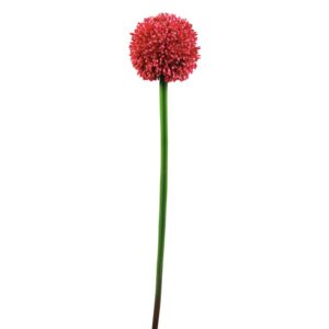 Allium, červená, 55cm