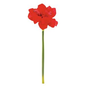 Amaryllis červený, 72cm