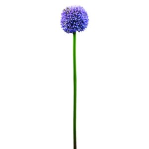 Allium, lavandulová, 55cm