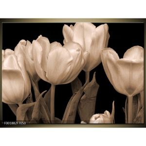 Černobílý obraz tulipánů (F001882F7050)