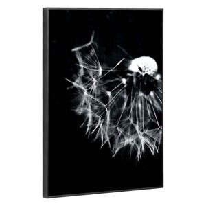 LaForma Černobílý velký obraz Pampeliška Calantha