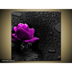 Obraz fialové růže (F003586F3030GD)