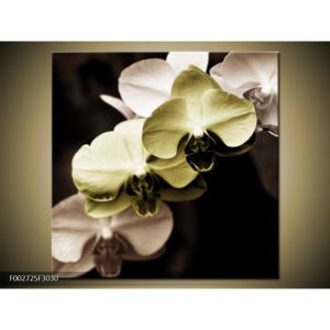 Obraz žlutých a bílých orchideí (F002725F3030)