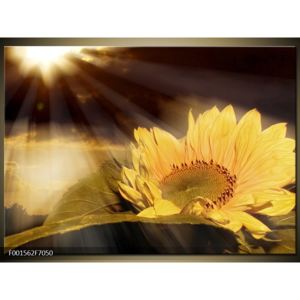 Obraz paprsků a slunečnice (F001562F7050)