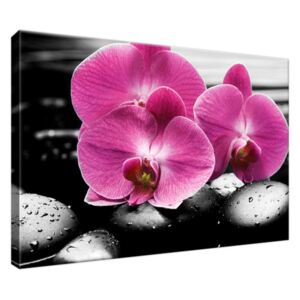 Obraz na plátně Krásná orchidej mezi kameny 30x20cm 1380A_1T
