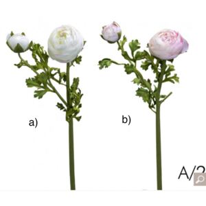 Ranunculus - Pryskyřník H56 varianta: a)