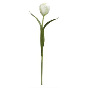 Tulipán H38 - bílý