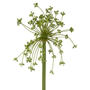 Allium stem