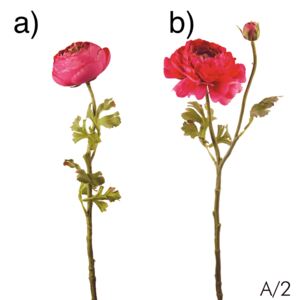 Ranunculus - růžový (pryskyřník) varianta: b)