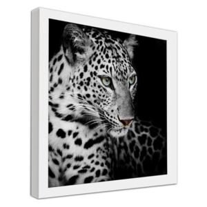 CARO Obraz v rámu - Leopard 20x20 cm Bílá