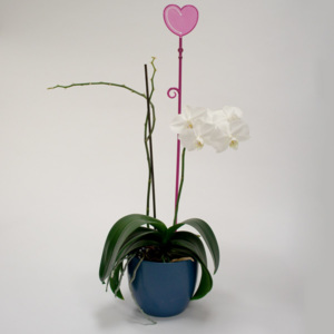 Tyčka k orchideji srdce, průsvitná fialová, 2 ks, Plastia