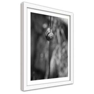 CARO Obraz v rámu - A Snail On A Twig 40x50 cm Bílá