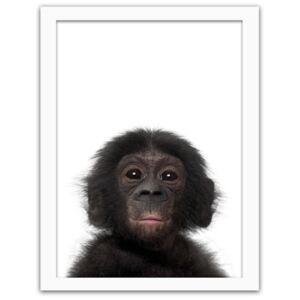 CARO Obraz v rámu - Little Chimpanzee 30x40 cm