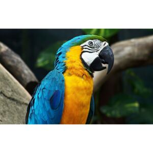 Plakát Papoušek (Velikost: 60 x 37 cm)