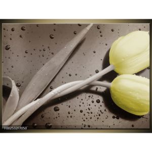 Obraz žlutých tulipánů - šedé pozadi (F002532F7050)