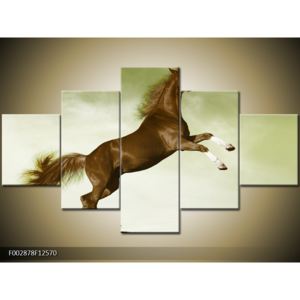 Obraz hnědého koně na zadních (F002878F12570)