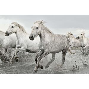 Plakát, Obraz - White Horses, (61 x 91,5 cm)