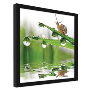 CARO Obraz v rámu - A Snail On Dewy Grass 30x30 cm Černá