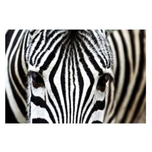 Fototapeta samolepící na podlahu - Zebra