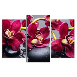 Bordové orchideje C4090CO