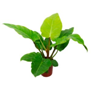 Philodendron Melinonii Ghost, průměr 24 cm Filodendron