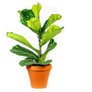 Gardners.cz Ficus lyrata, průměr 21 cm - ZACHRAŇ KYTKU