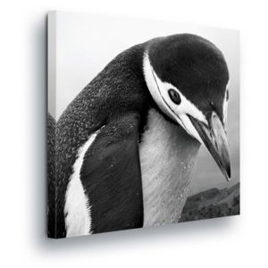 Obraz na plátně - Černobílý Tučňák 80x80 cm