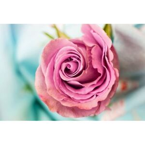 Tištěný obraz - Růže