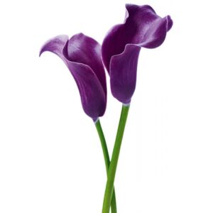 Fototapety Purple Calla Lilies F675