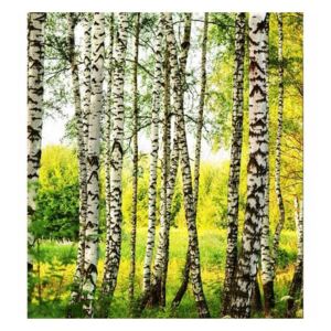 Vliesové fototapety na zeď Březový les | MS-3-0094 | 225x250 cm